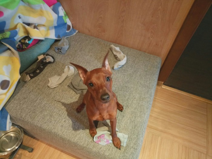 My dog's hobby is carrying socks - My, Dog, Miniature pinscher, Hobby, Collection, Bad guy, 