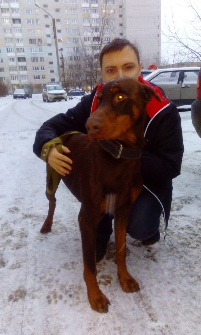 Found, male, Doberman. Please help find the owners. - My, Lost, Doberman, , Male, The dog is missing, Dog, Tver