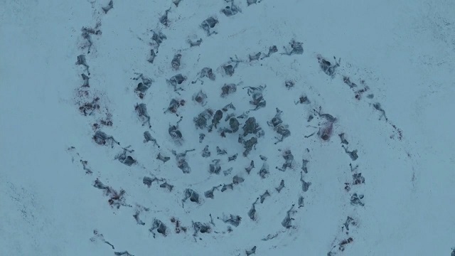 The secret plan of the Night King. - My, Game of Thrones, King of the night, Jon Snow, Теория заговора, Longpost