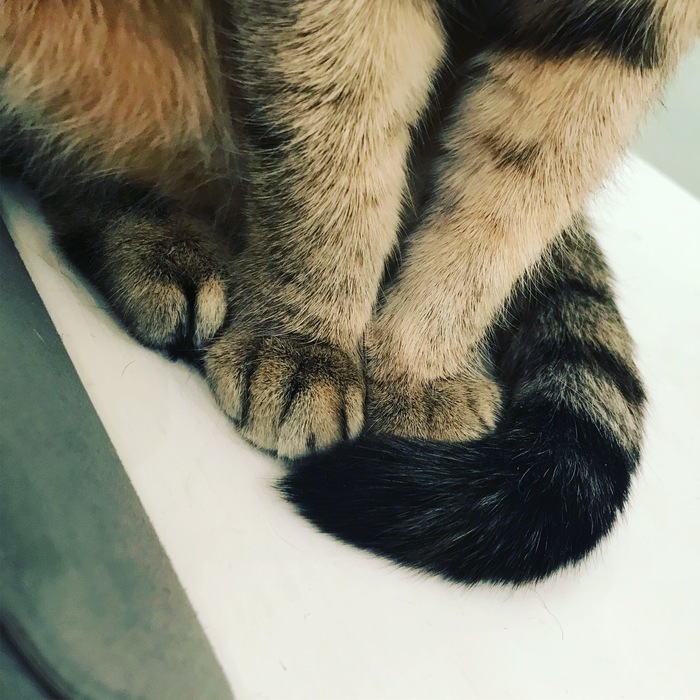 She has paws - cat, My, Paws, Catomafia