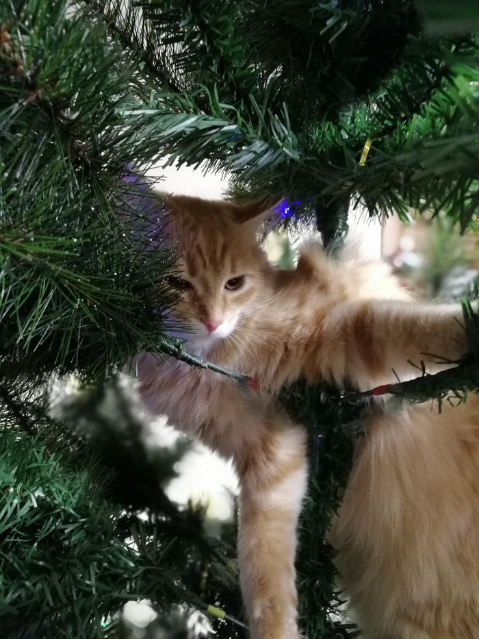 cat in the tree - My, cat, Christmas trees, Serenity