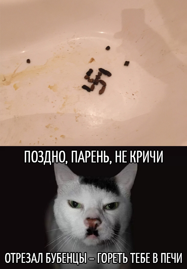 Heil Kitler - Humor, Feces, cat, Nazis, Adolf Gitler