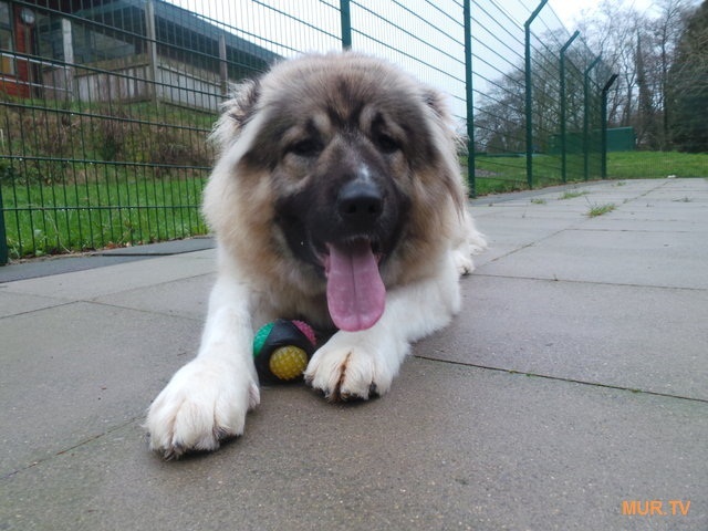 Just a huge puppy ended up in the shelter! And he continues to grow ... Admire this handsome man :) - Caucasian Shepherd Dog, Dog, The rescue, Shelter, Longpost