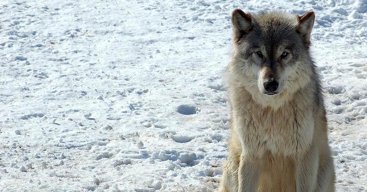 Волк 90. Волк в норвежском стиле.