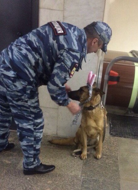 Festive mood - Police, Dogs and people, The photo, Russia, Dog