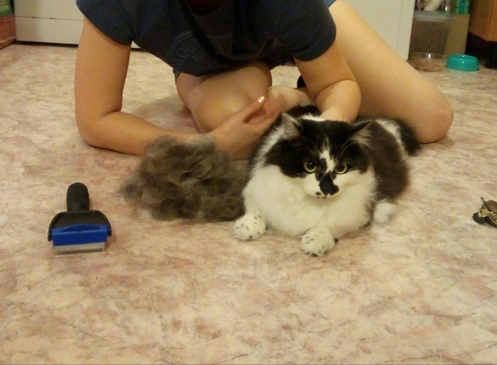 Furminator - My, , cat, Wool, Furminator, Grooming, Longpost