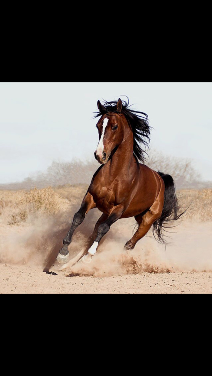 The process of drawing a horse !!! :) - My, Drawing, Watercolor, Art, Painting, Painting, Horses, Painting, Creation, Longpost