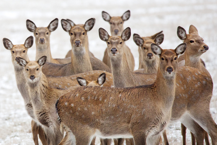 Who is the deer? - The photo, Spotted deer, Nature