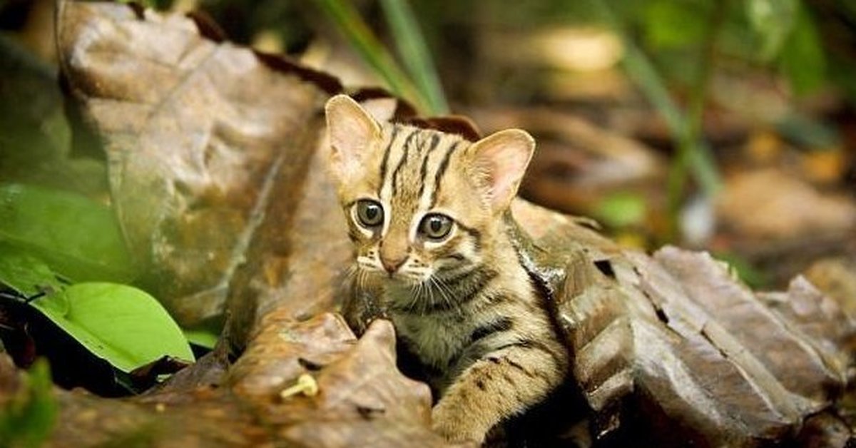 Малые кошки. Черноногая кошка. Rusty spotted Cat котята. Африканский дикий кот черноногая кошка. Африканская ржавая кошка.