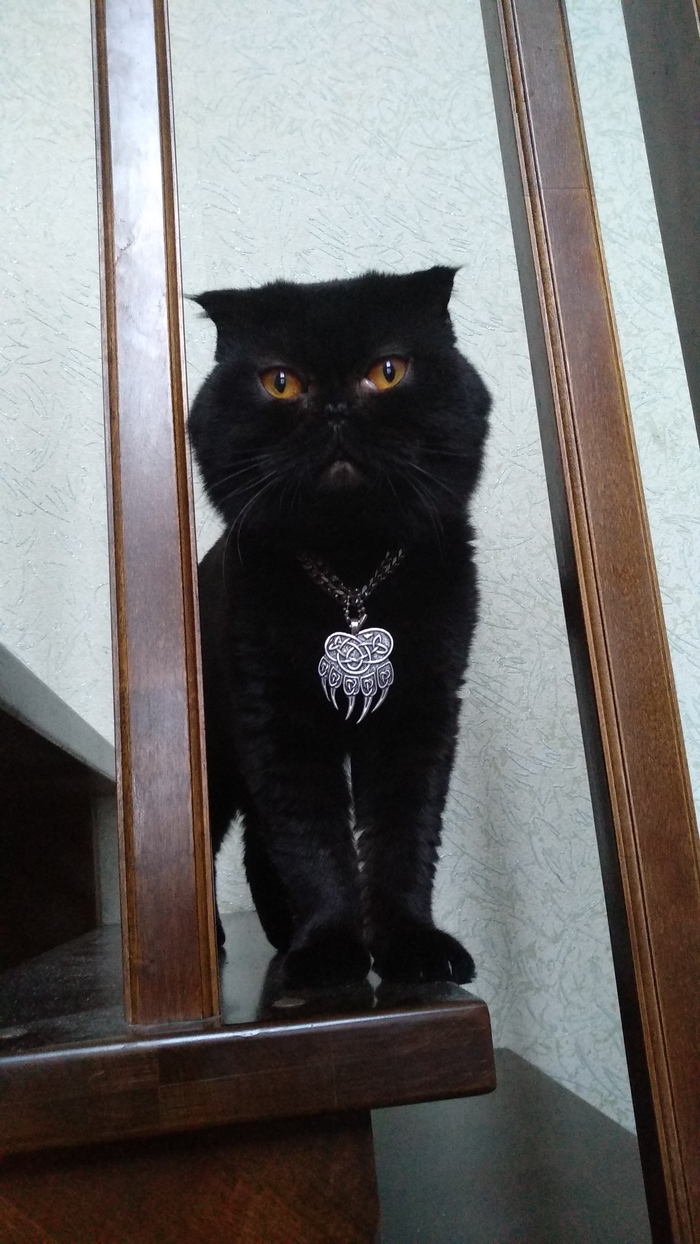 Суровый кот