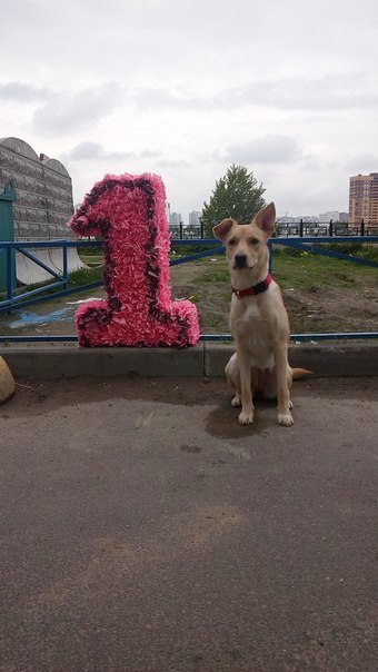 St. Petersburg! Lucy, we need a new house, a new owner. - My, Dog, In good hands, Saint Petersburg, Help, Longpost, Helping animals