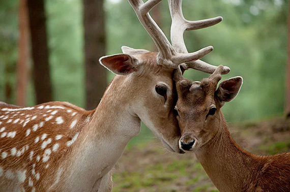 Japan has found a way to reduce the death rate of deer on railway tracks - Good news, Japan, Deer, Research, Deer