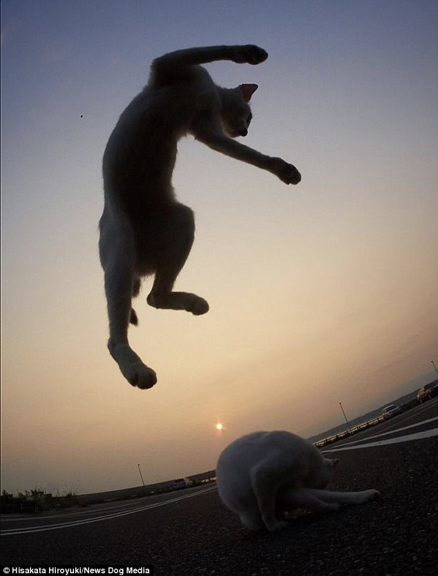 kung fu cats - cat, Kung Fu, The photo, Longpost