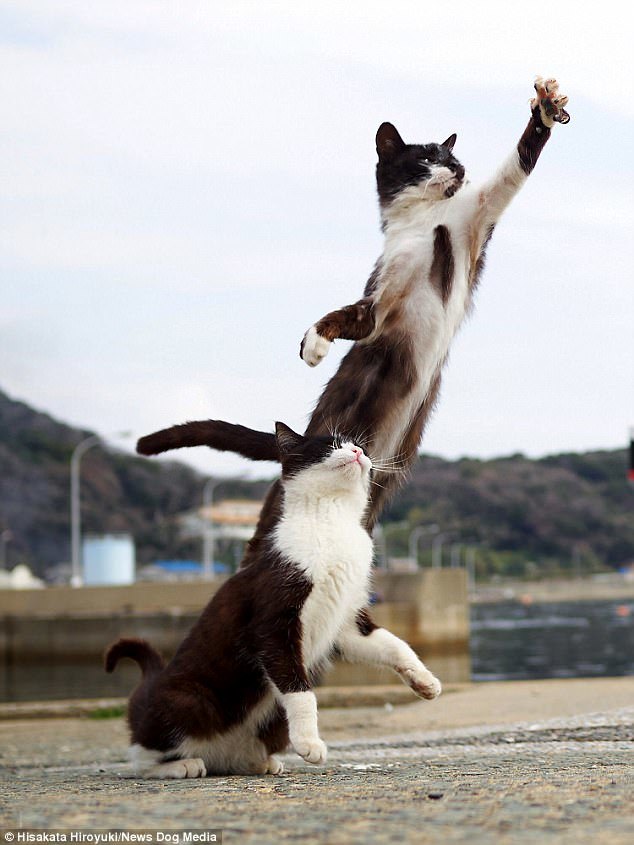 kung fu cats - cat, Kung Fu, The photo, Longpost