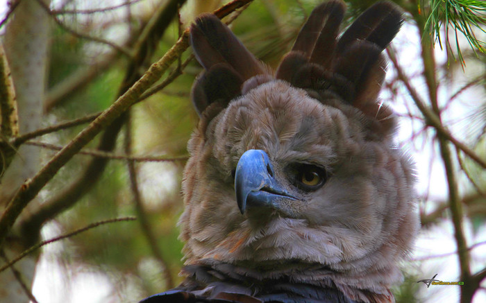 Incredible love for harpies post. - Harpy, Birds, Nature, Ornithology