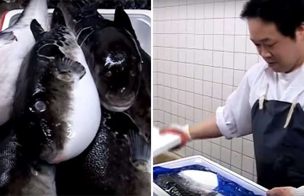 Deadly delicacy: Japan raises alarm after selling poisonous puffer fish - A fish, Puffer fish, Japan, Delicacy, Longpost