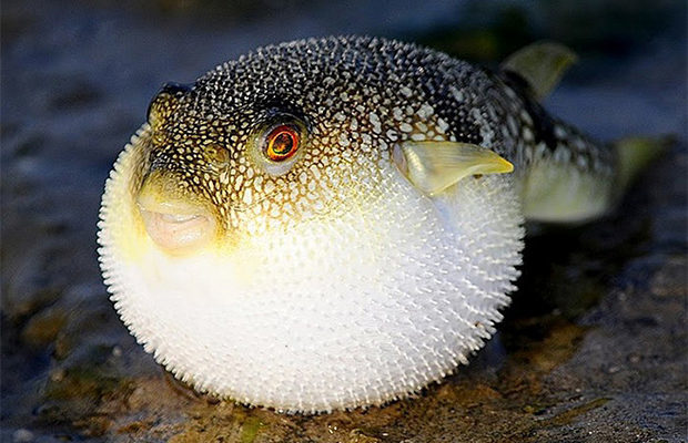 Deadly delicacy: Japan raises alarm after selling poisonous puffer fish - A fish, Puffer fish, Japan, Delicacy, Longpost