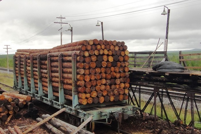 For the year, forests from Russia were transported through the Blagoveshchensk customs for $ 40 million - Forest, Felling, , Дальний Восток, Customs, China, Corruption, Theft, Longpost, Theft