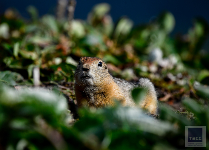 Камчатские евражки | Пикабу