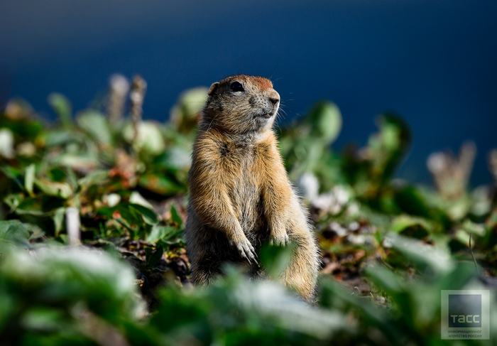 Камчатские евражки | Пикабу