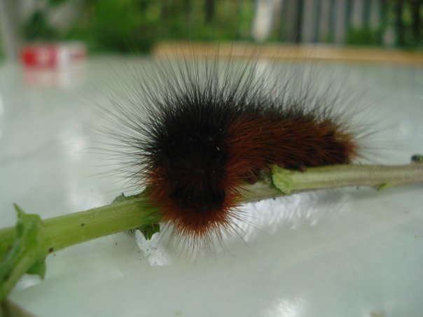 hairy - My, Caterpillar, Insects, 