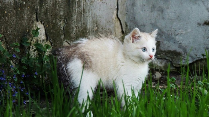 Котиков много не бывает - Моё, Животные, Семейство кошачьих, Длиннопост, Кот