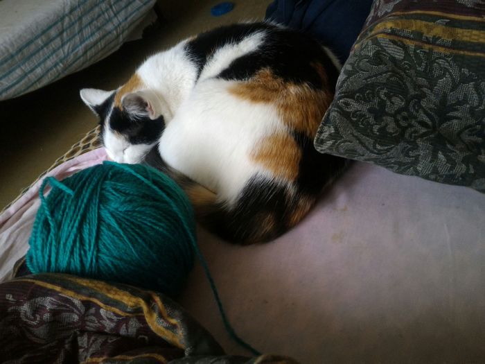 Rita's favorite ball of wool - My, cat, Pet, , Pets