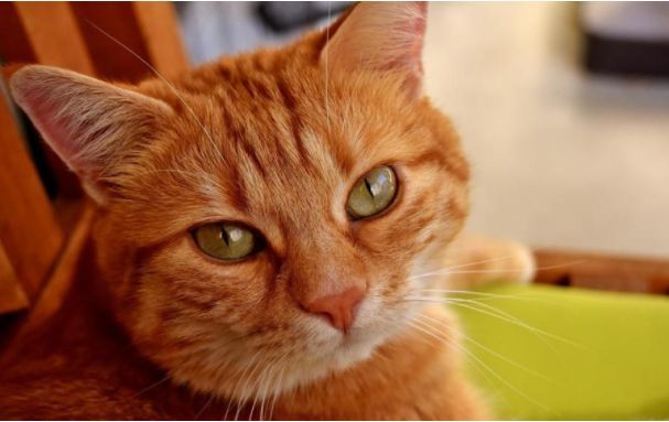 Italian woman bequeathed €30,000 to her cat - cat, Italy, Will