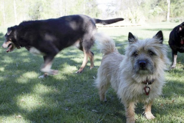 The family thought their dog was gone forever, but he returned with an unexpected note on his collar - Dog, Altruism, Help, , Louis, Longpost