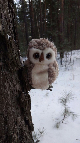 Owl - Irkutsk region, Owl, Forest, Humor