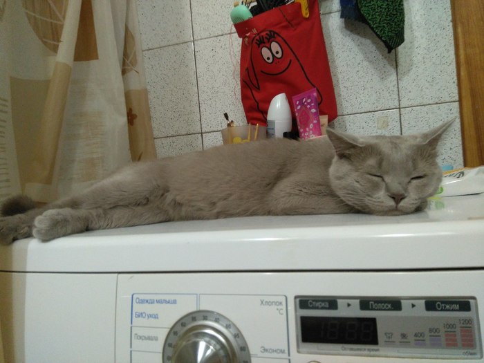 Laundry is canceled for a good reason. - My, , Catomafia, cat, Do not disturb, Milota