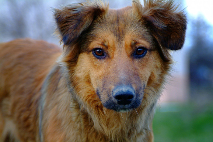 Друг человека