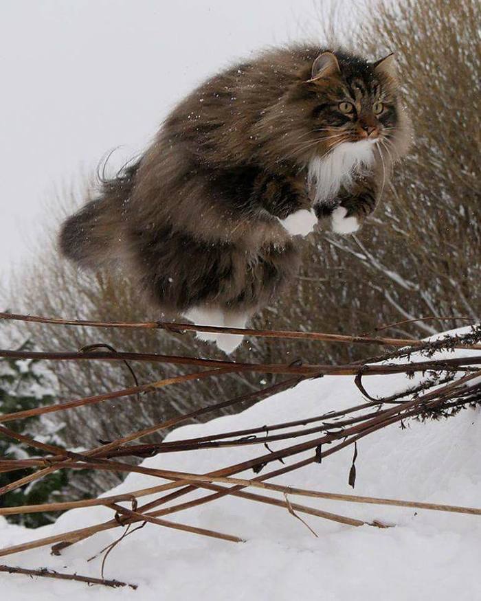 - Snow is unpleasant for my paws. That's why I levitate. - cat, Flight, Snow, Levitation