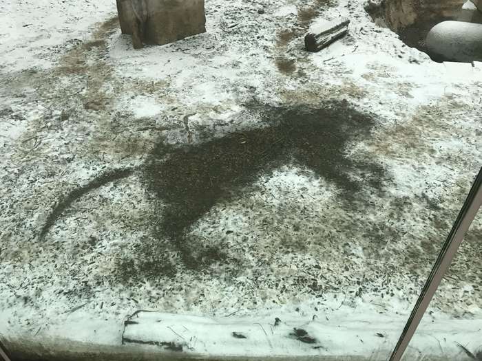 Здесь был тигр