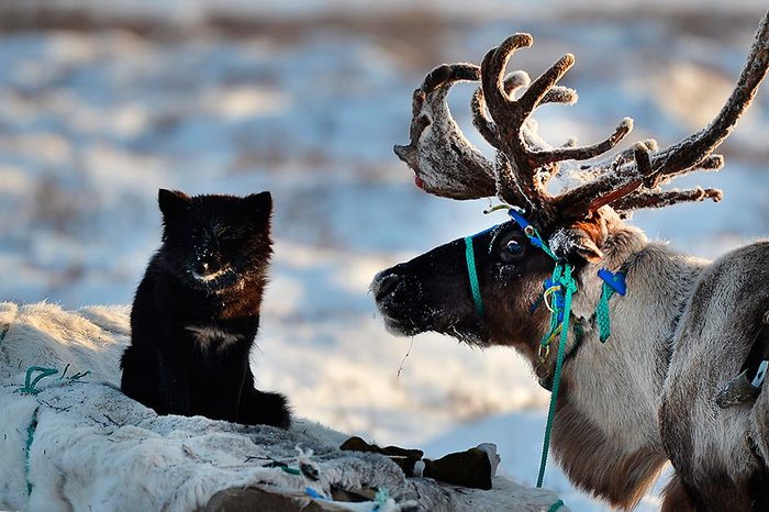 Nenetschyna does not have warm communication - Nenets Autonomous Okrug, Deer, Dog, Cold, Deer