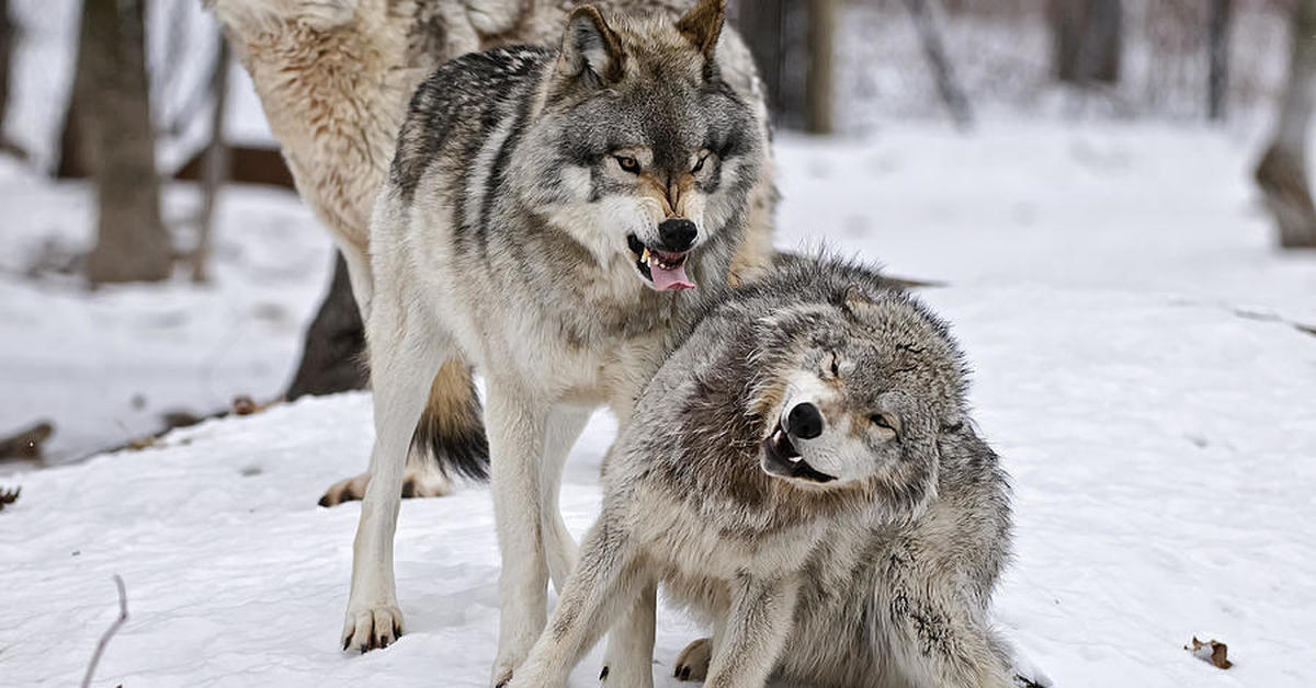 Волк силен и. Сильный волк. Здоровый волк.