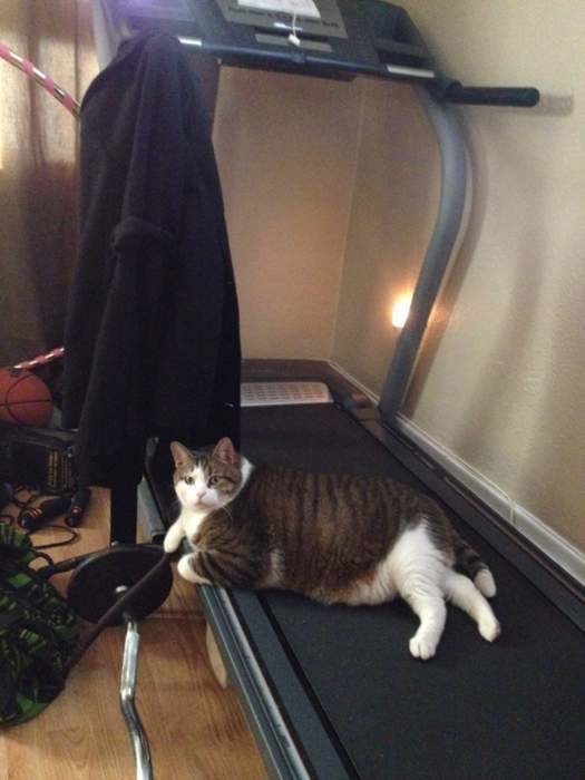 “Oh, sport, you are a cat!” - Sport, Treadmill, cat