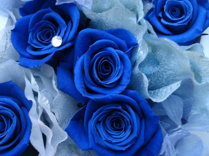 Looking for a girl with blue roses. - Children, Flowers, Boy and girl, Relationship