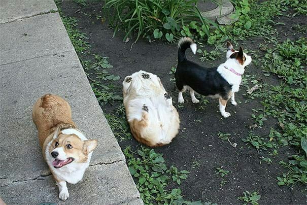 Everything went nafig, I'll pretend to be a loaf - Baton, Dog