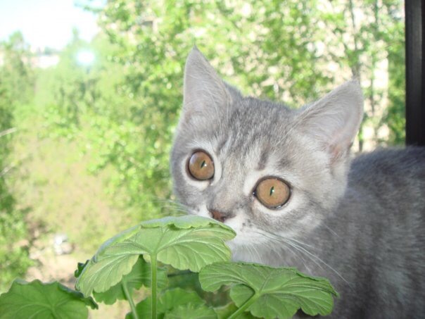 Eyeballs!) - My, cat, Catomafia, 