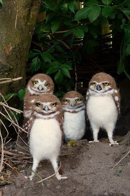 Owls - Owl, The photo, 