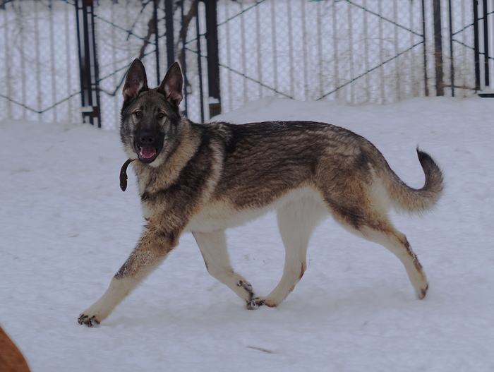 Alignment naaaaallevo - My, Dog, Puppies, Walk, Noginsk, My