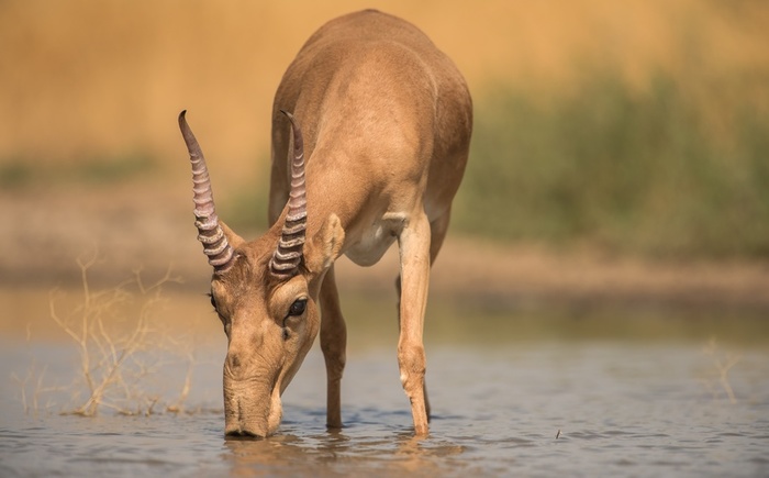strange antelopes - Animals, Wild animals, Saiga, Nose, Longpost
