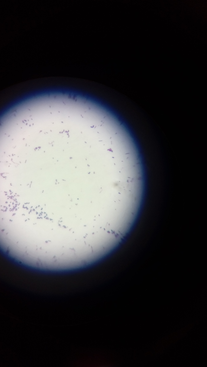 Посев смывов с дверных косяков | Пикабу