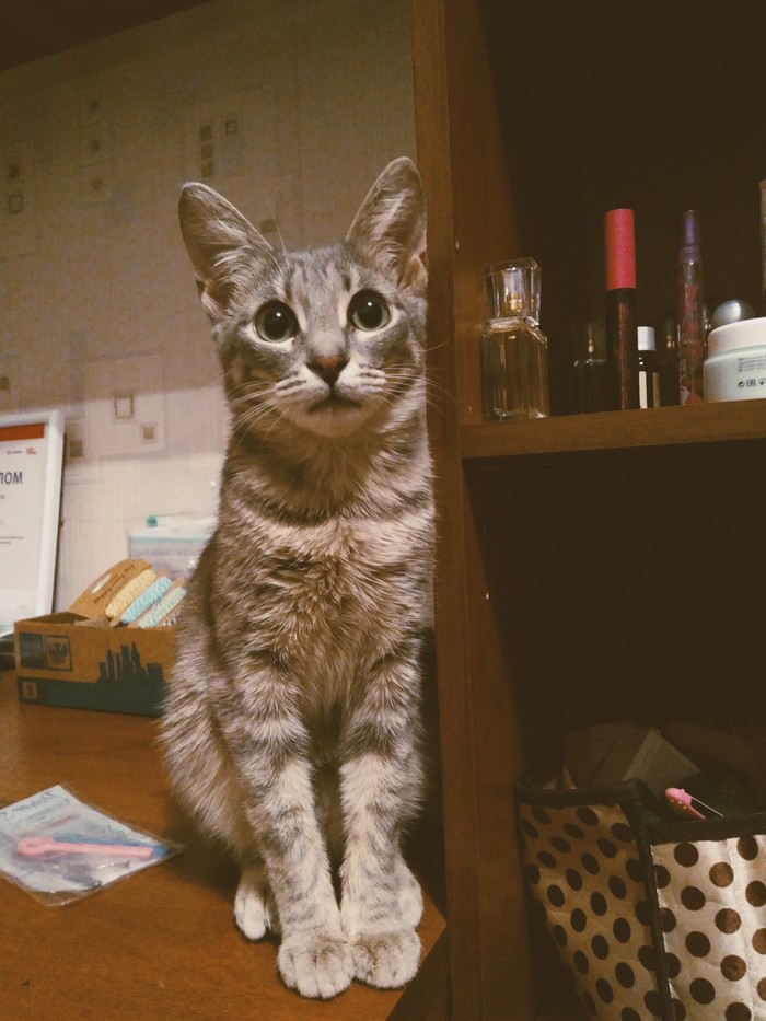 Our beloved Missy - Pet, Catomafia, The photo, Many letters, Longtext, Longpost, My, Pets, Catomania, cat, Homemade