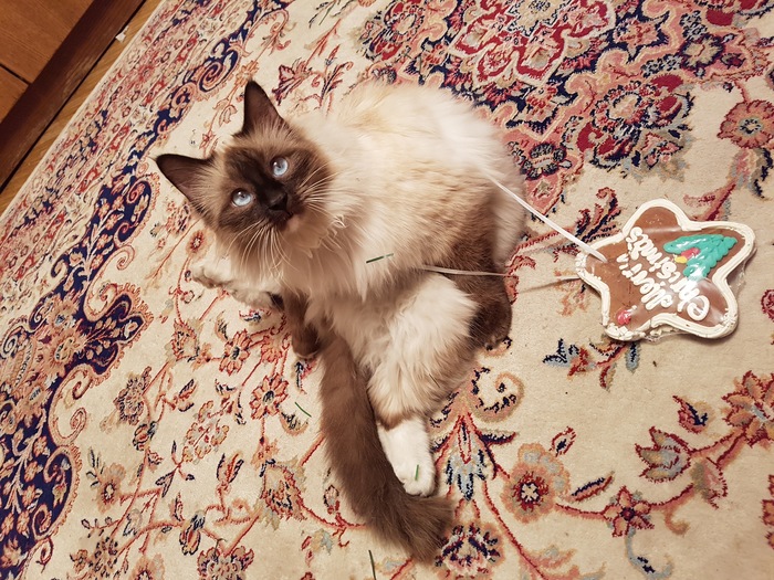 Главный помощник при уборке ёлки