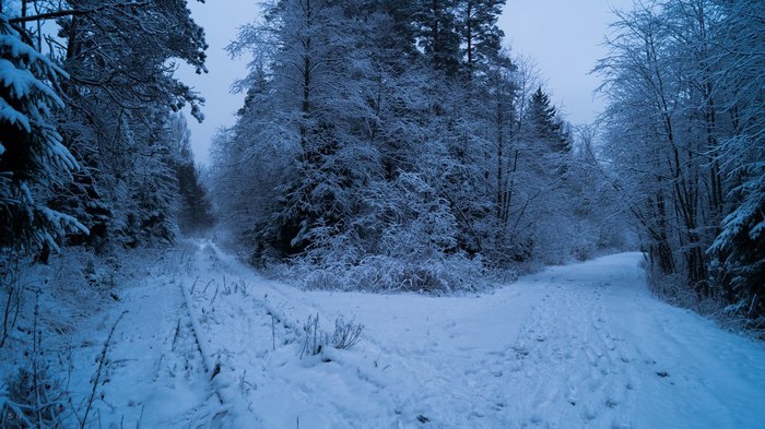 Winter Tale near St. Petersburg - My, Nature, Saint Petersburg, Leningrad region, Travels, Forest