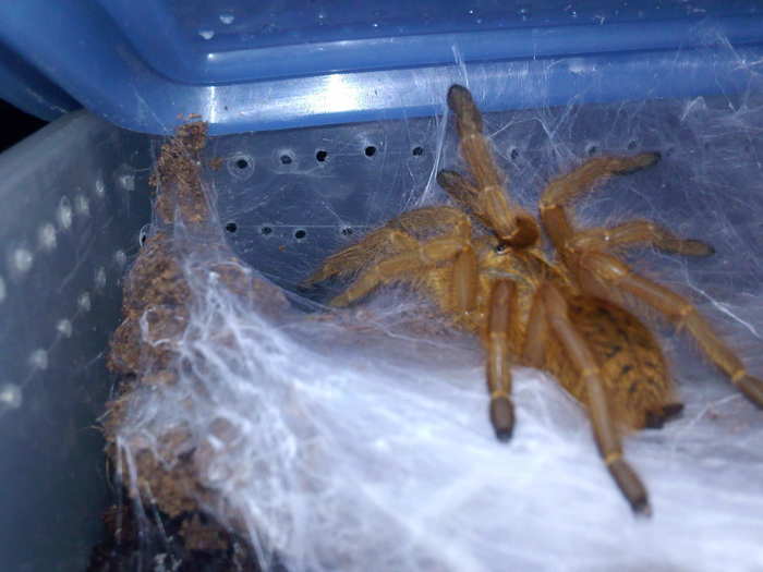 - Pterinochilus murinus RCF -, , , , , 