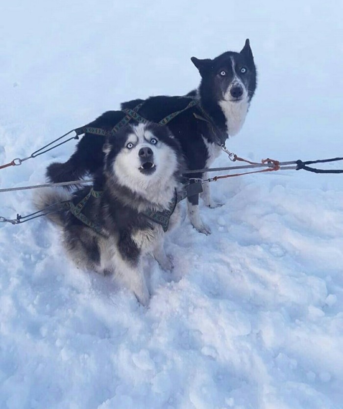 Dog post. Beringia. - Beringia, Kamchatka, Dog, Husky, Laika, The race, Astonishment, Champion