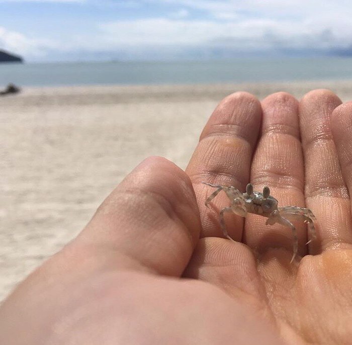 Hey hello! - My, Hey, Hey, Crab